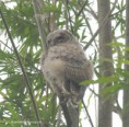 /album/my-local-birding-gallery/baby-tawny-owl-2-jpg/